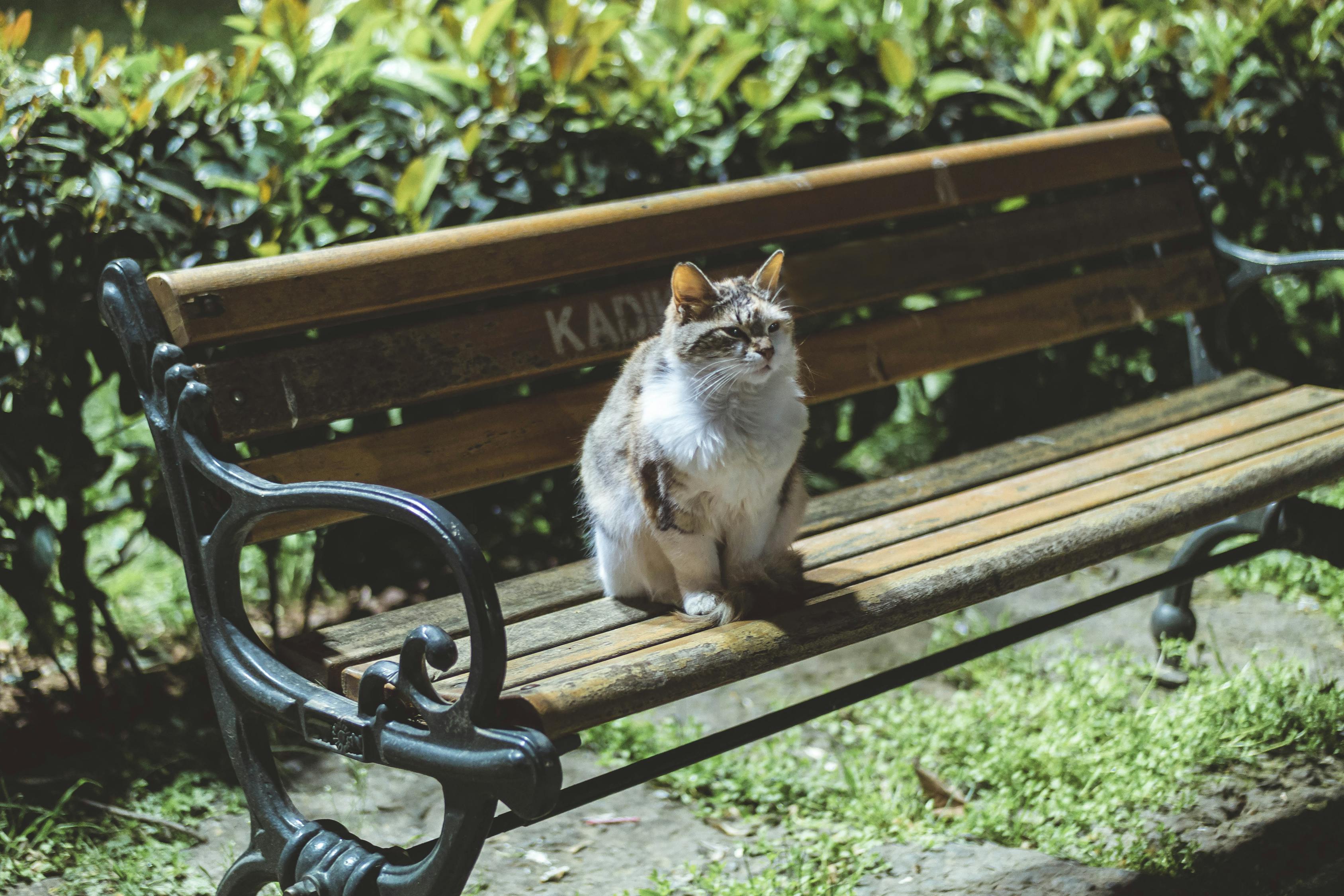 猫咪官方最新版应用介绍与体验分享笔记