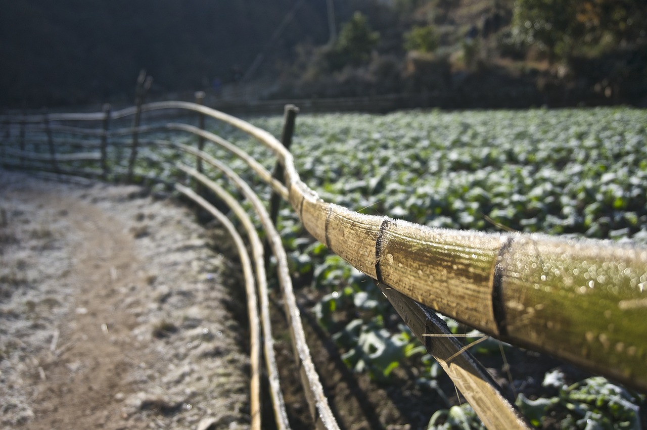 莱芜最新新闻动态与城市概览