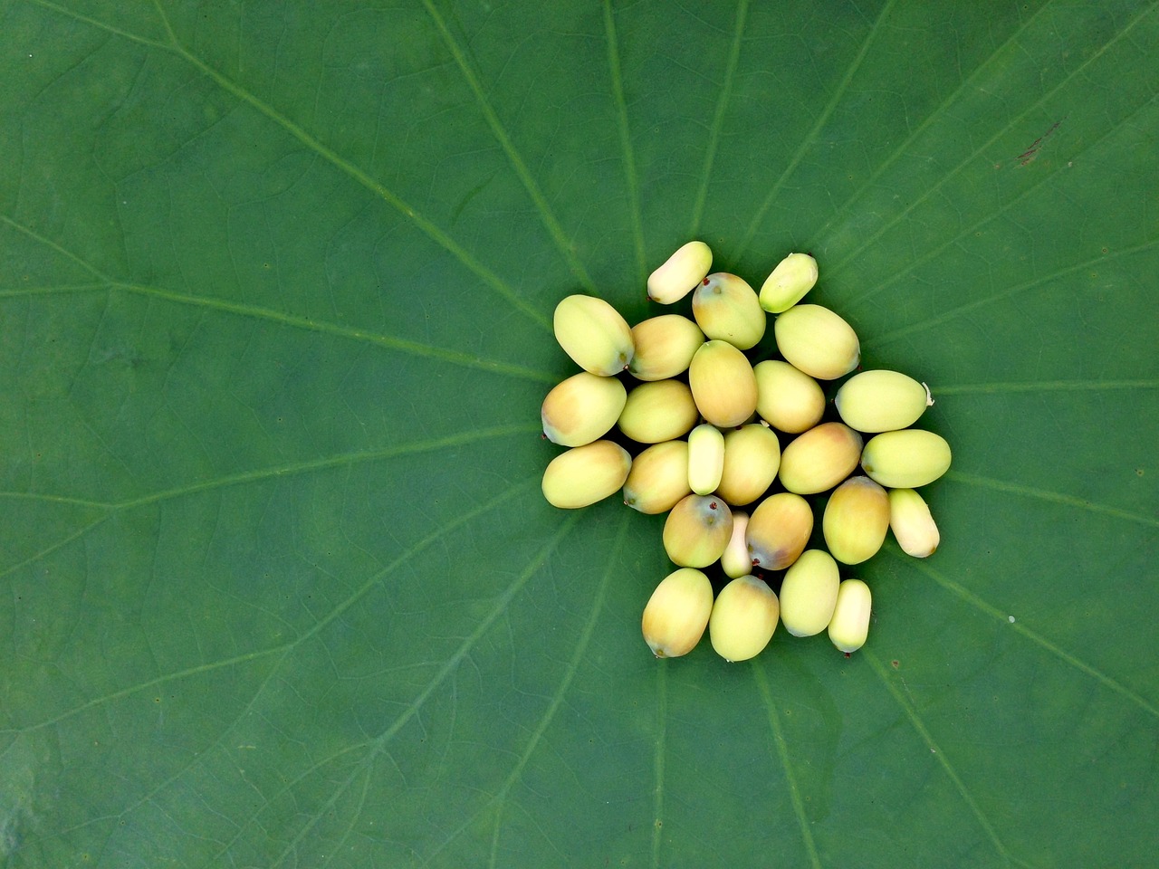 莲花健康最新公告解读，展望健康产业未来新动向