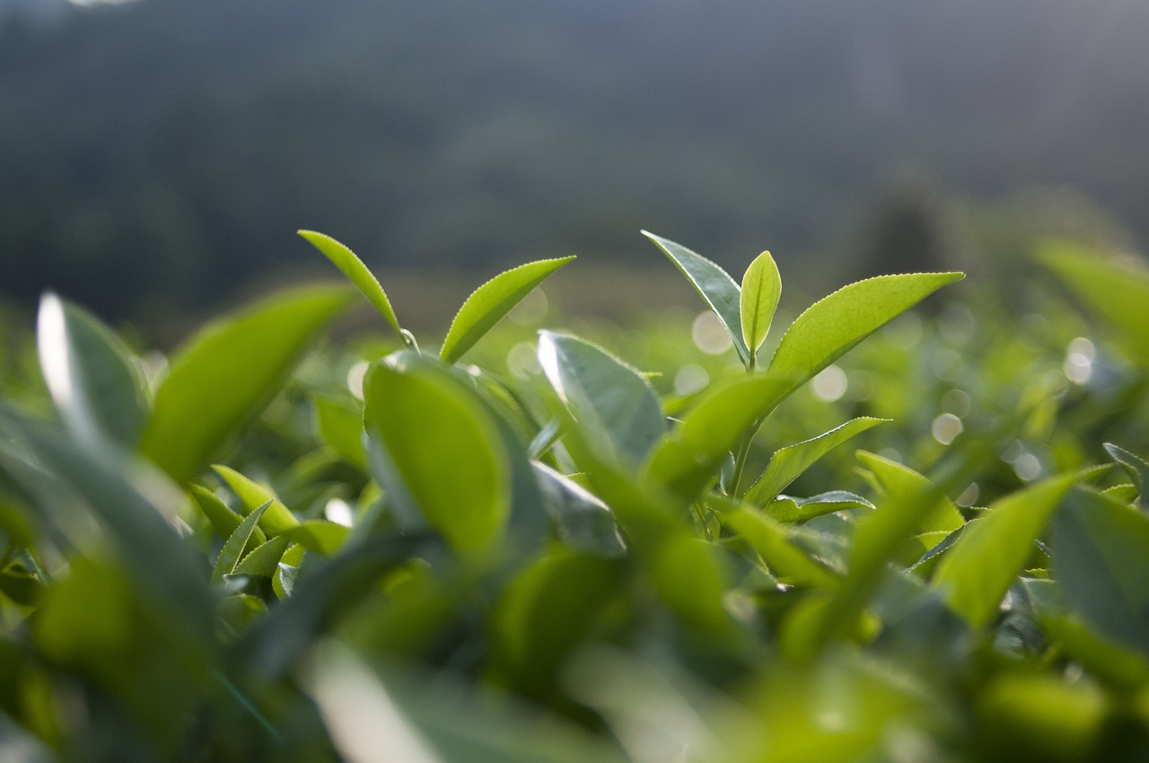 柑橘最新名贵品种，探索、种植指南全解析